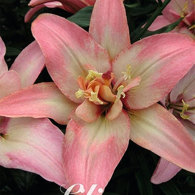 Asiatlilje-Lilium Double Trouble Wrap Asiatic 2-pakning